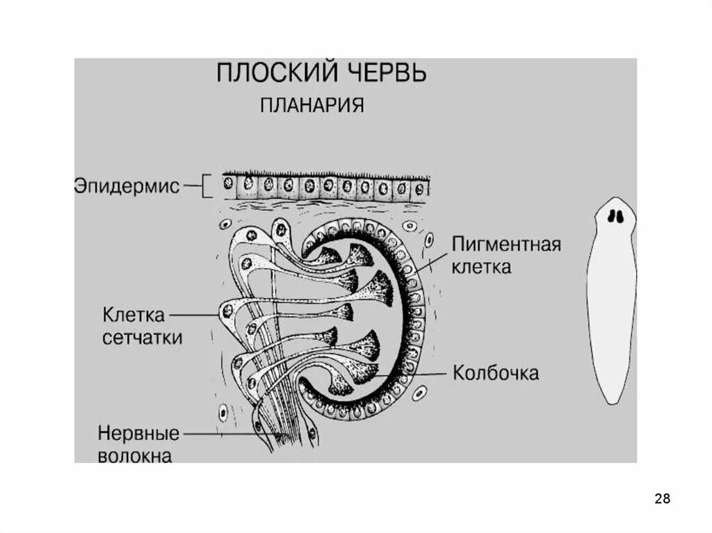 Плоские черви органы чувств. Органами чувств свободноживущих плоских червей. Ресничные черви органы чувств. Органы чувств ресничных червей. Органами чувств свободноживущих плоских червей.