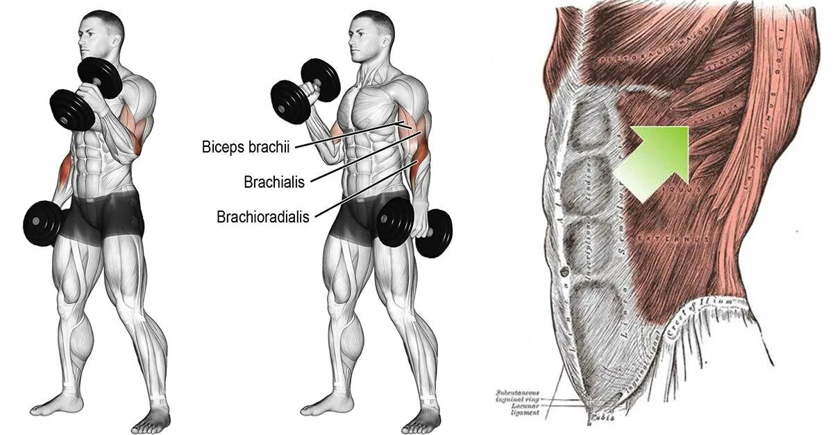 Бицепс трицепс брахиалис. Брахиалис мышца упражнения. Брахиалис анатомия. Брахиалис и брахиорадиалис.