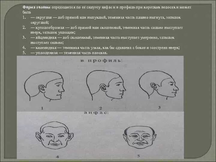 Округлая форма головы