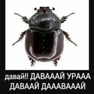 Картинка давай давай ура