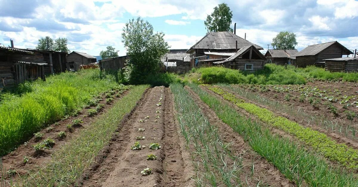 Купить огород участок. Огород в деревне. Огород в сельской местности. Дом в деревне с огородом. Деревенские грядки.