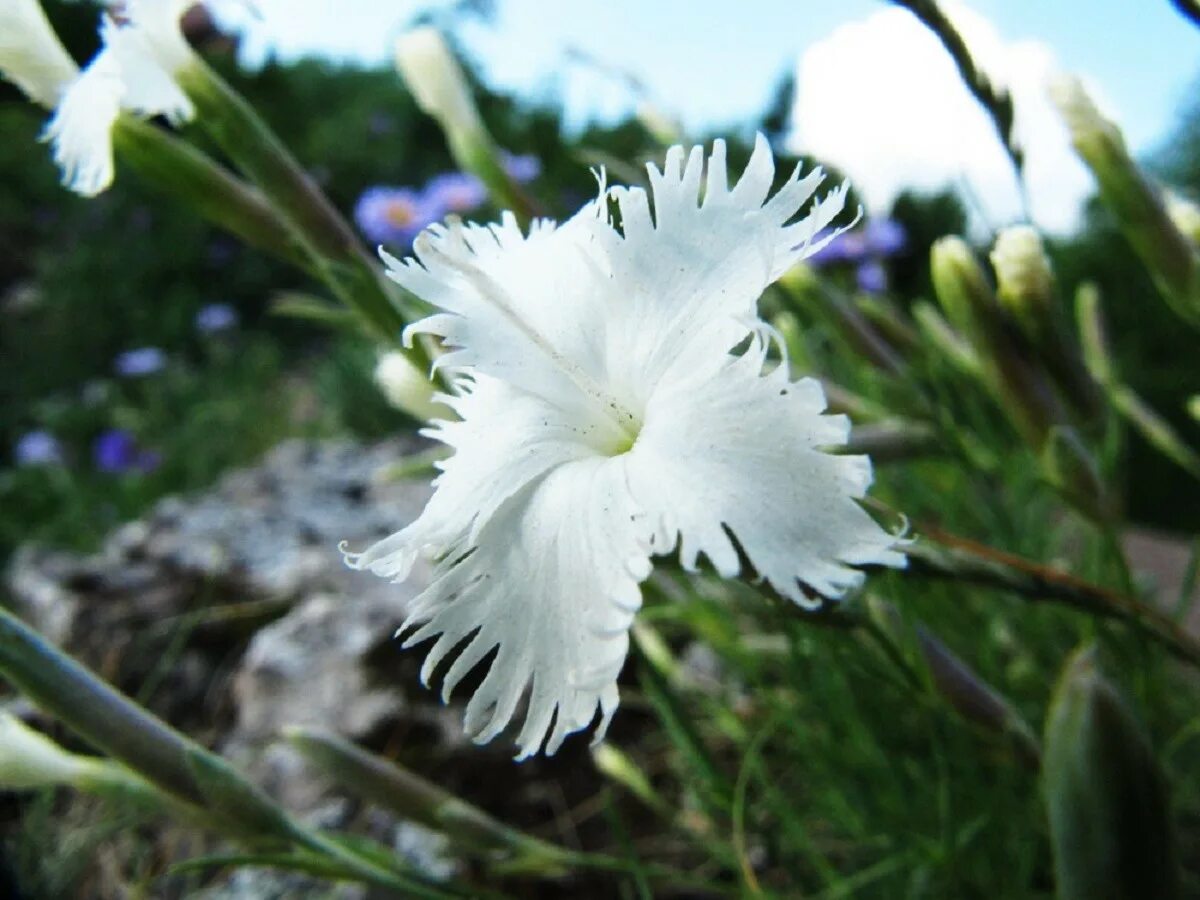 Dianthus versicolor - Image of an specimen - Plantarium