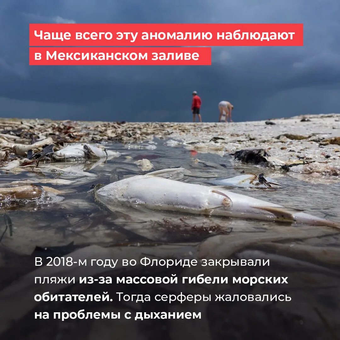 Камчатка халактырский пляж загрязнение. Экологическая катастрофа на камчатке. Массовая гибель животных на камчатке. Проблема камчатки. Экологическая катастрофа на камчатке 2020.