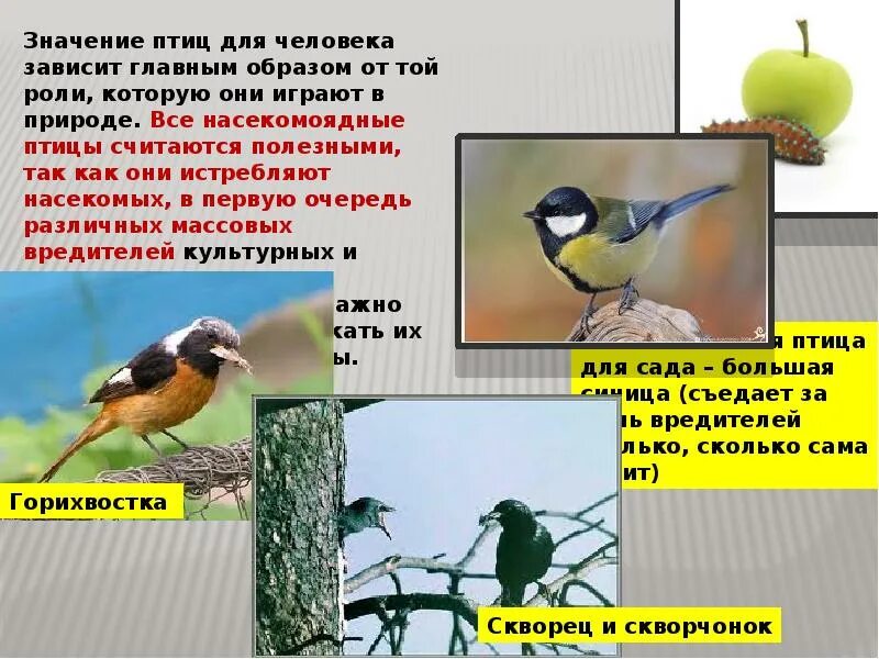 Какую информацию о жизни птиц можно получить. Значение птиц для человека. роль птиц в природе. роль птиц в жизни человека. роль птиц в природе и для человека.