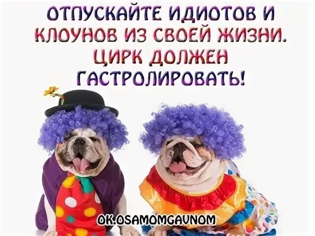 Отпускайте клоунов из своей жизни цирк
