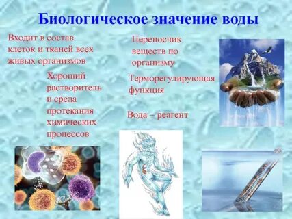 Вода входит в состав всех живых существ