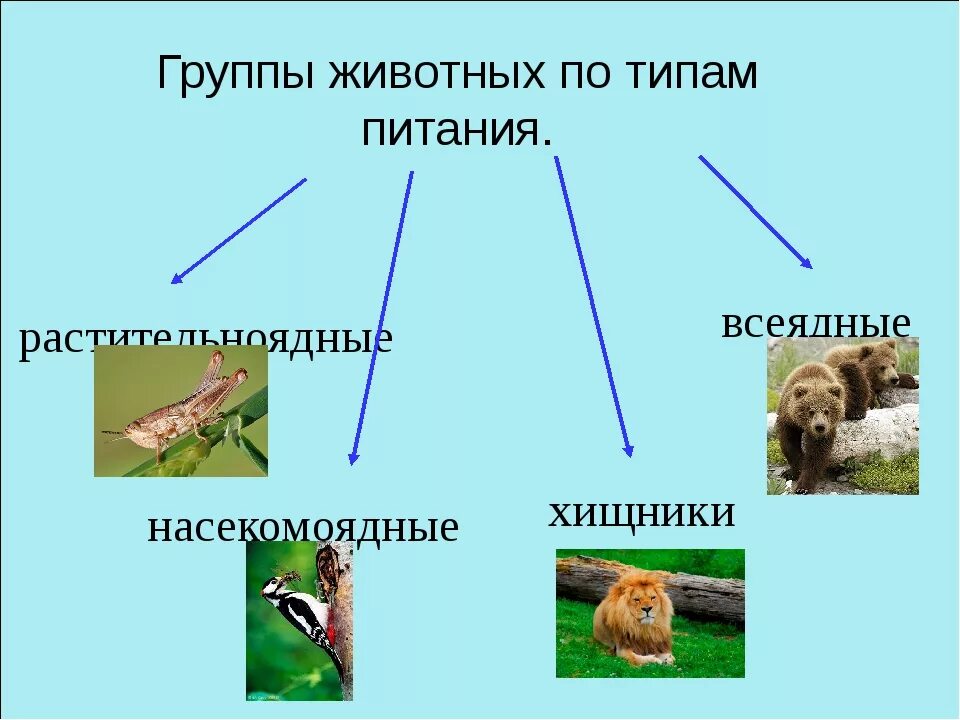 Как животные питаются 3 класс окружающий. Животные по типу питания. Классификация животных по типу питания. Группы питания животных. По типу питания растительноядные.