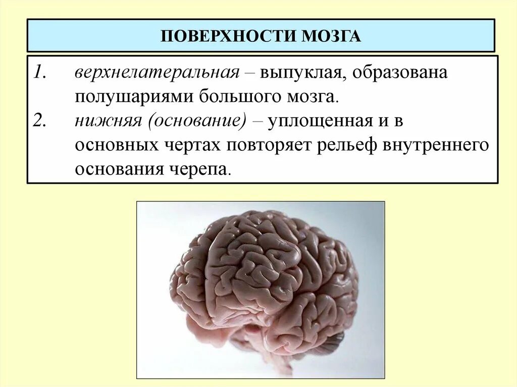 Поверхности мозга. Плоскости мозга. Поверхности полушарий мозга. Поверхность полушария головного мозга образована.