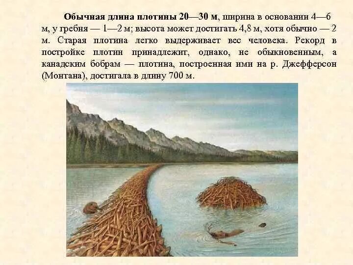Зачем строят дамбы. Как бобры строят плотину. Схема бобровой плотины. Плотина Бобров схема. Почему бобры строят плотины.