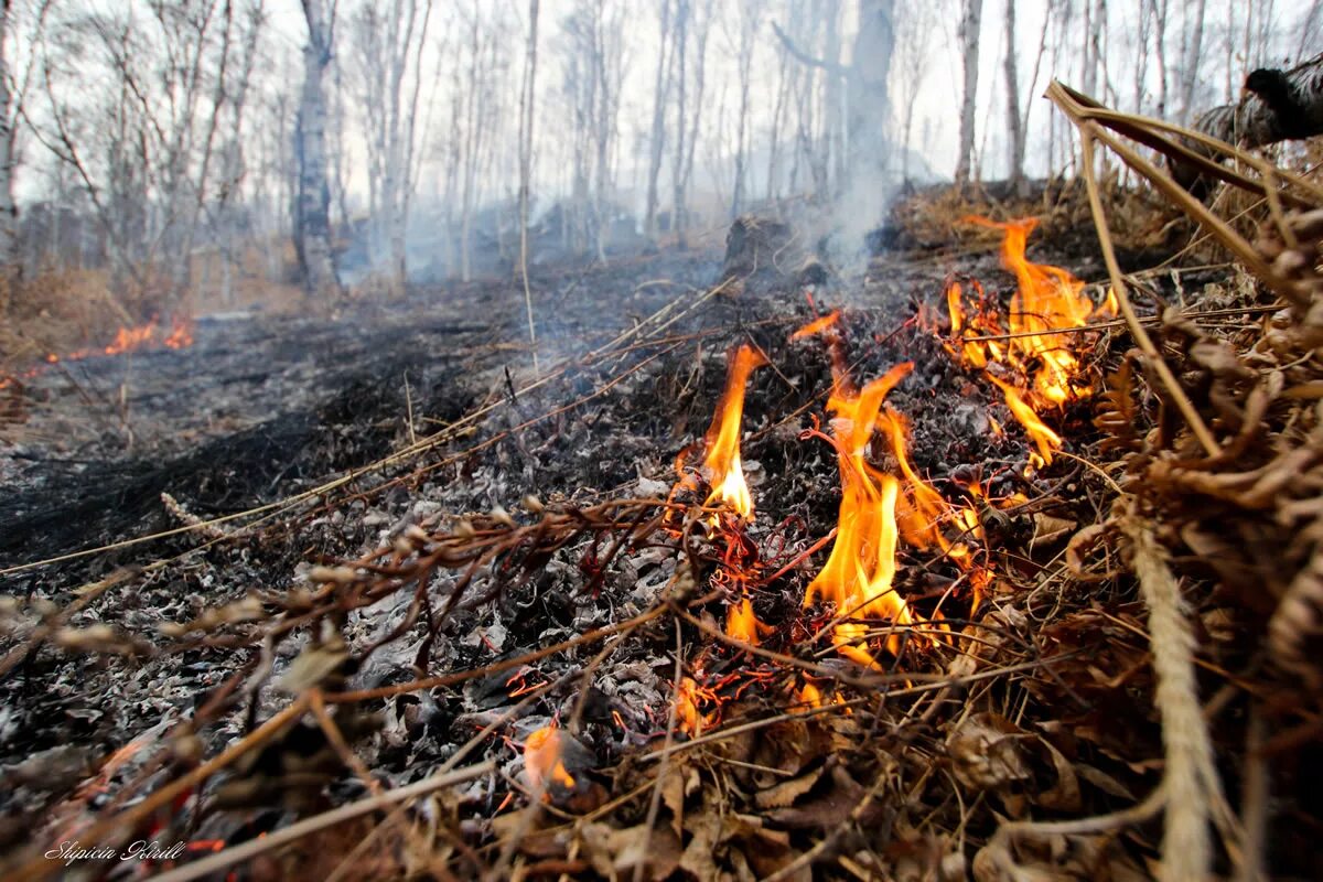 Сгорает маленький. Пожароопасный период в лесу. Противопожарный режим в лесу. Огонь в лесу небольшой. Лесные пожары.
