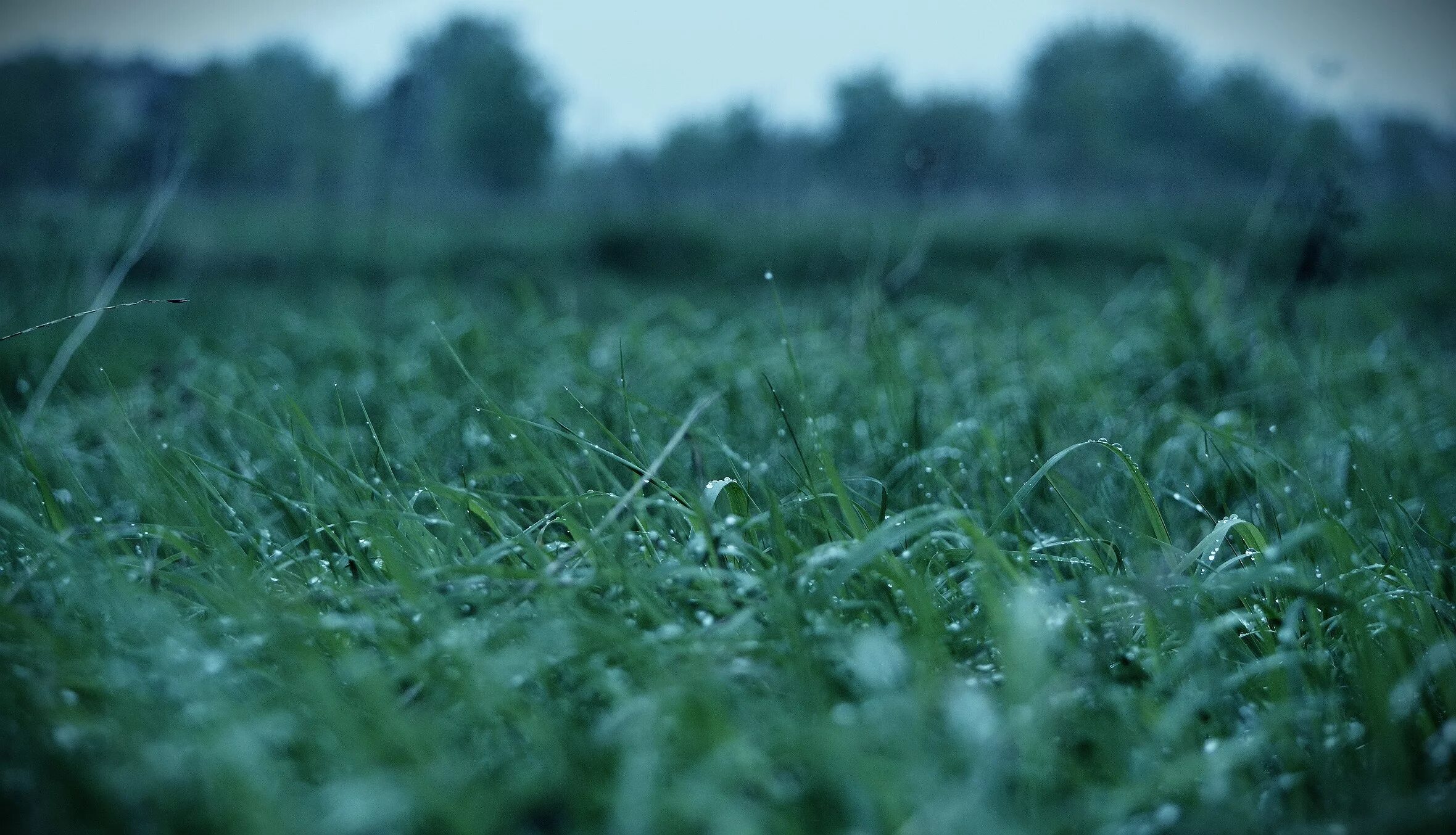 Трава омытая дождем. Трава после дождя. Трава поле. Мокрый газон. Эстетика травы в поле.
