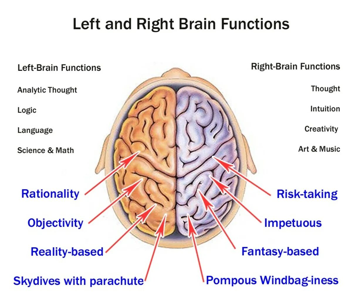 Left and right Brain. Brain functions. Left Brain right Brain. Brain left and right Hemisphere.