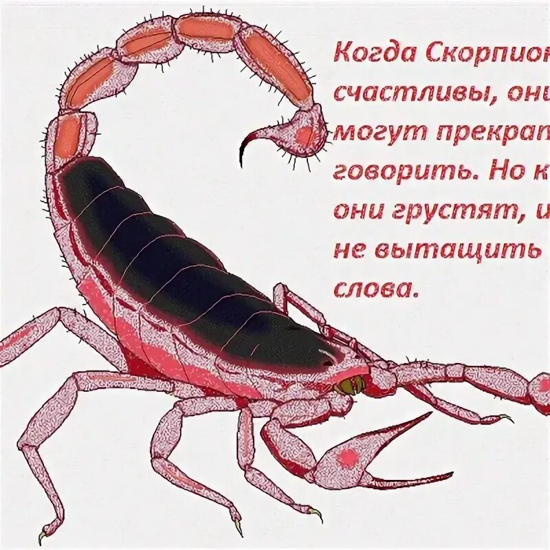 Скорпион календарь. Скорпион характеристика знака. Гороскоп скорпион на 2022. Любовь скорпиона. Удачные цифры для скорпиона.