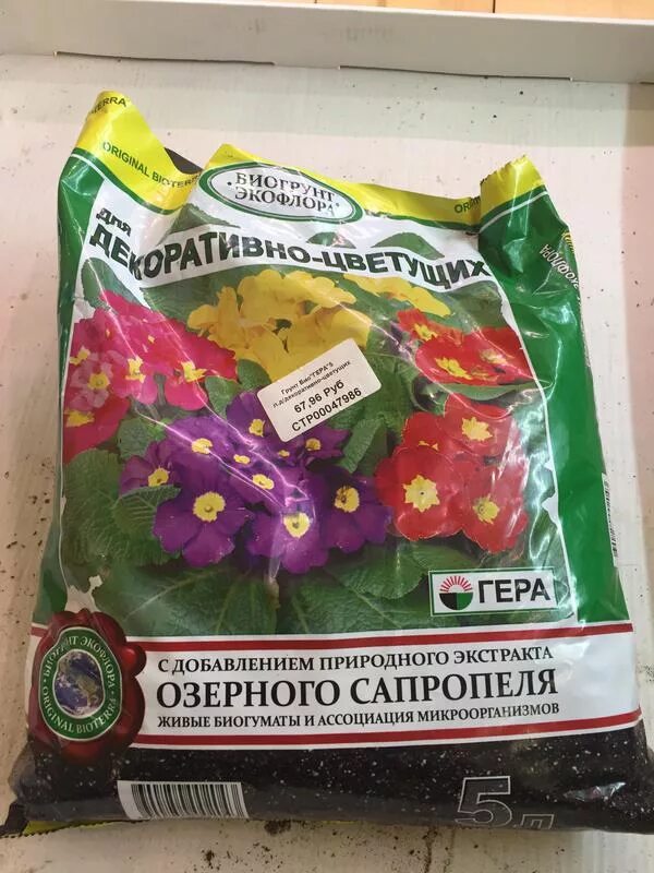 глоксиния цветок. глоксиния почва. глоксиния какой грунт. почвогрунт для глоксинии. грунт для антуриума сад чудес.