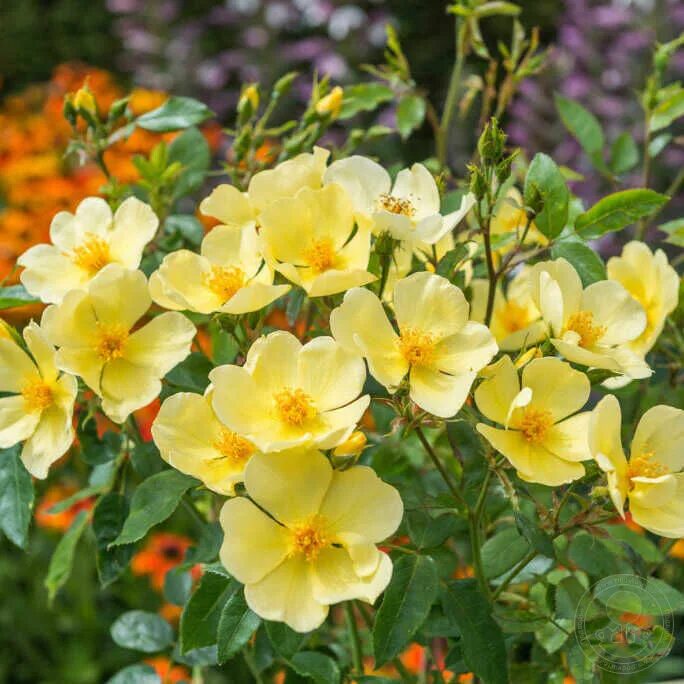 подворье саженцы розы