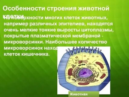 Какие структуры присутствуют в животной клетке