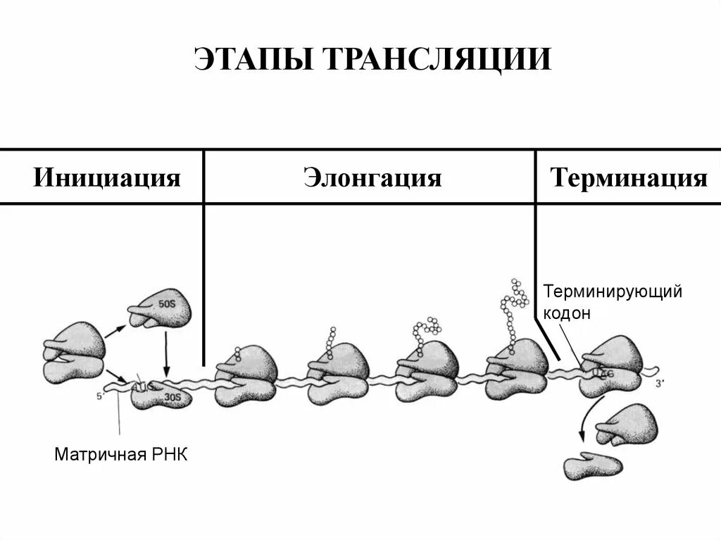 Стадия инициации трансляции. Биосинтез белка трансляция инициация элонгация терминация. этап инициации биосинтеза белка. этап собственно трансляции инициация элонгация терминация биохимия. биосинтез белка трансляция терминация.