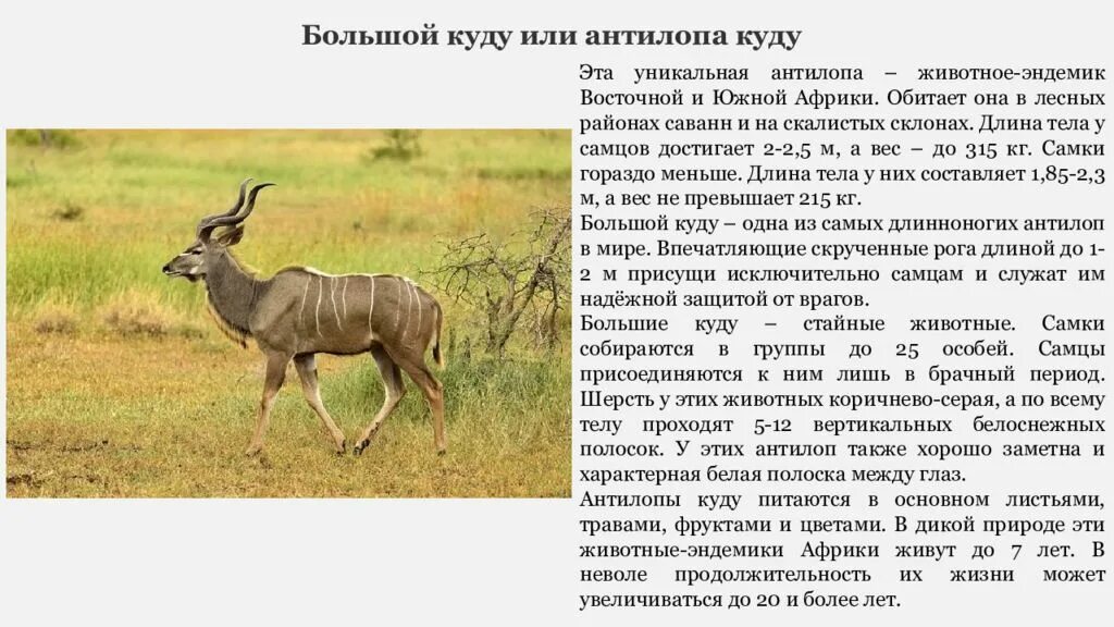 Эндемиком какого материка является акапи