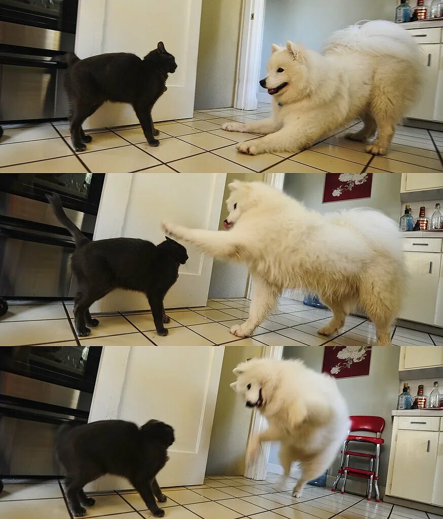 Мемы с собаками. Мемы с енотами и собаками. Смешные мемы. Кот vs собака. Мемы про собак и кошек.