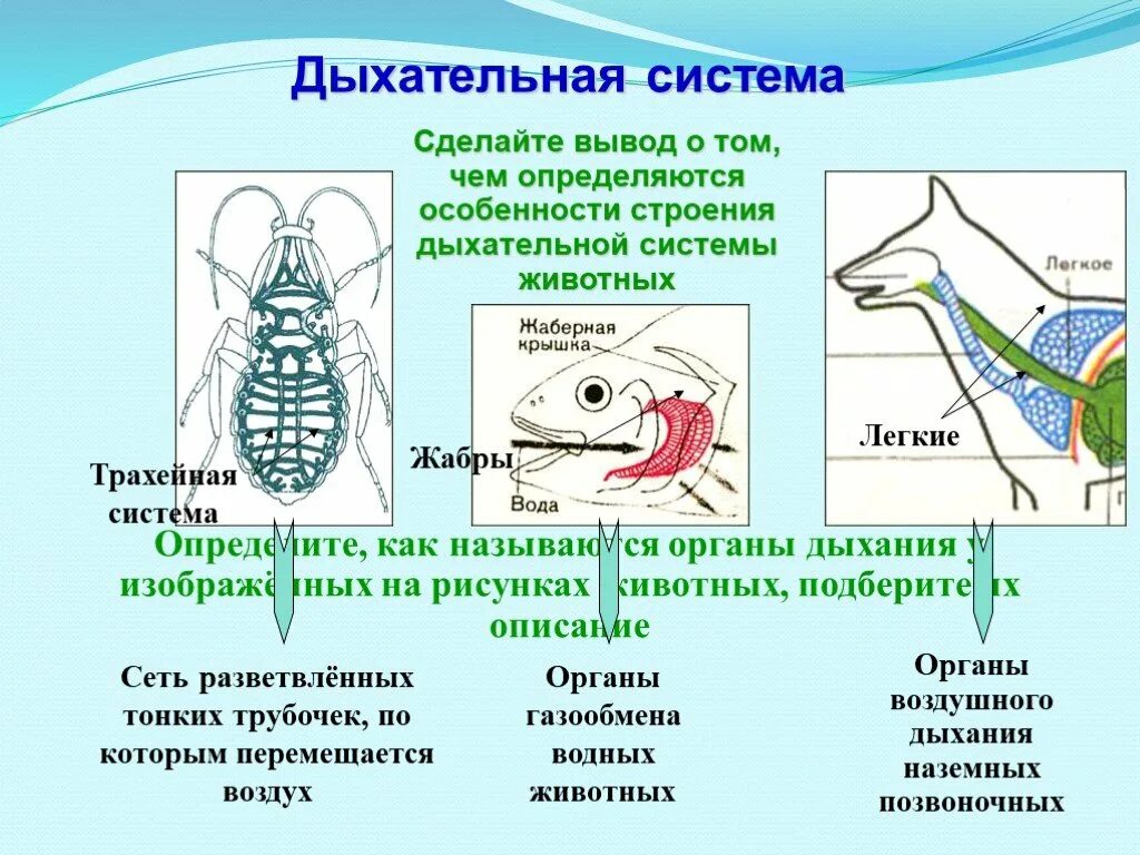 Сравните строение дыхательной системы рептилий и. Дыхательная система наземных позвоночных. Система органов дыхания животных. Дыхательная система животных схема. Система органов дыхательной системы системы у животных.