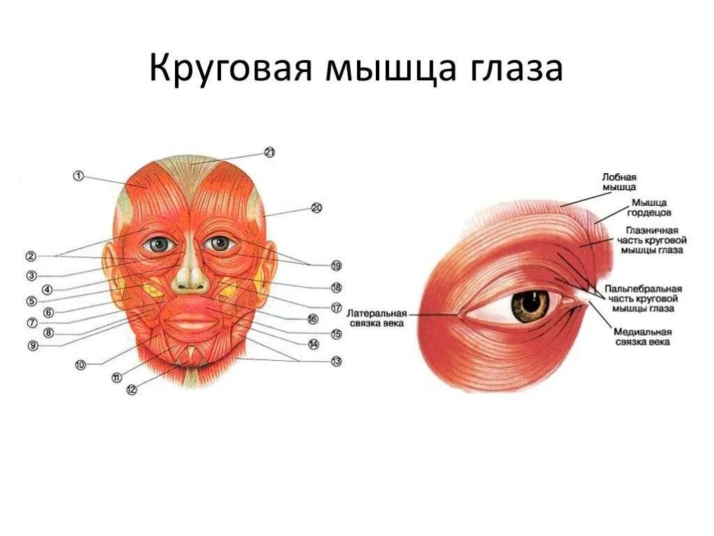 Мышцы под глазами. Функция глазничной части круговой мышцы глаза:. круговая мышца глаза: глазничная, вековая и слезная части;. крепление круговой мышцы глаза. круговая мышца глаза (m. orbicularis oculi).