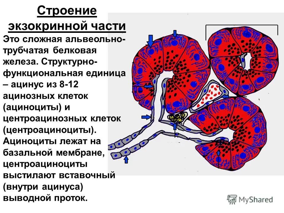 Функциональной единицей печени является. Ацинус экзокринной части поджелудочной железы. Ациноциты поджелудочной железы гистология. Панкреатический ацинус гистология.