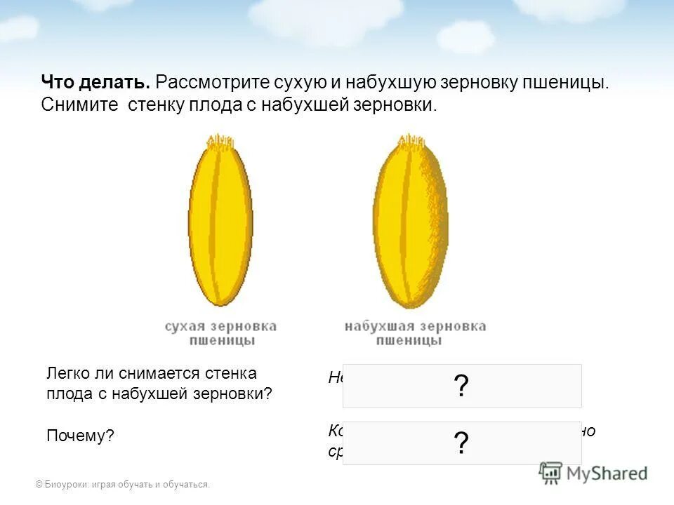 Рассмотрите ЗЕРНОВКУ пшеницы. Размер семян пшеницы. Размер сухого и набухшего семени пшеницы. Сухая и набухшая Зерновка пшеницы.