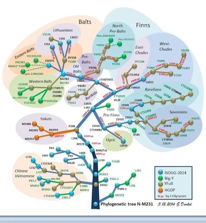 Генетика национальность. ДНК генеалогия гаплогруппы народов. Филогенетическое дерево гаплогруппы r1a. Гаплогруппа r1a Древо.