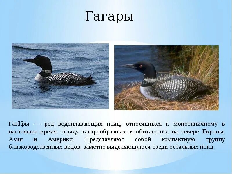 Сообщение о гагарке