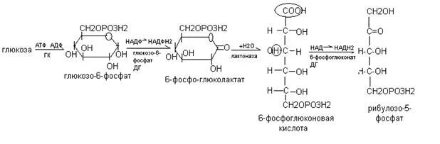 Пентозофосфатный путь Глюкозы. Пентозофосфатный цикл распада глюкозо-6-фосфата. Реакция окисления Глюкозы до глюкозо-6-фосфата. Пентозофосфатный путь окисления Глюкозы. Реакция образования окисления глюкозы
