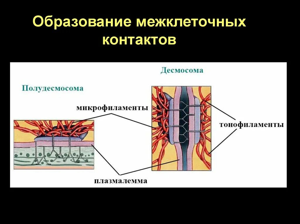 Мембраны и компартменты клетки - презентация онлайн
