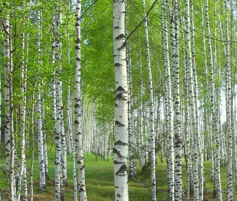 природа россии березовая роща. березовая роща самара. русская береза. красивая береза. берёзка рязань.