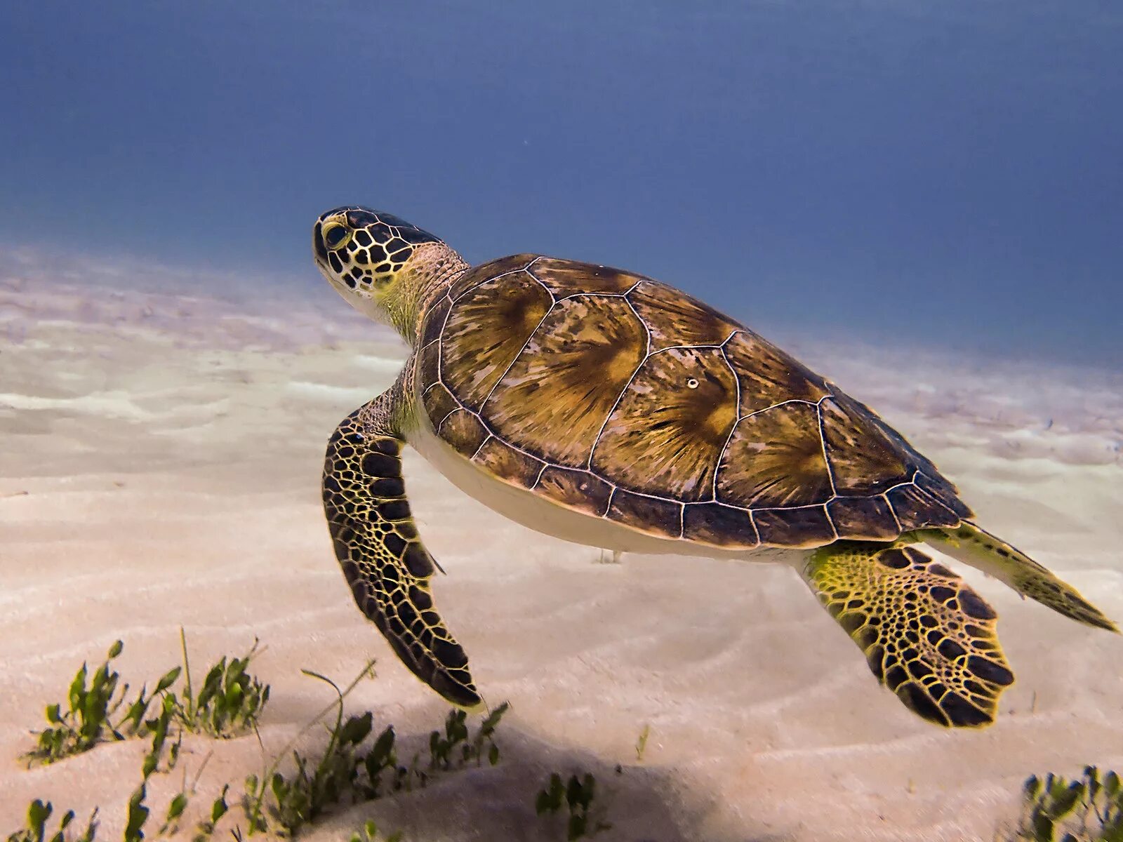 К какой группе относятся морские черепахи. Зеленая (суповая морская черепаха). Морские черепахи черепахи. Атлантическая Ридлея черепаха. Черепахи в субтропиках.