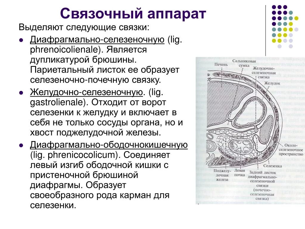 Связки селезенки топографическая анатомия. Желудочно ободочная связка анатомия. Связочный аппарат печени топографическая анатомия. Связки желудка топографическая анатомия. Малые размеры селезенки латынь