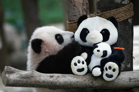 NATIONAL PANDA DAY - March 16, 2024 - National Today