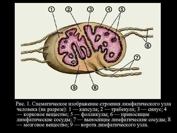 Лимфатический узел имеет. Строение лимфатического узла гилус. Строение лимфатического узла рисунок. Периферические органы иммунной системы строение лимфатического узла. 1. Схема строения лимфатического узла.