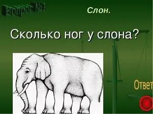 Сколько ног у слона