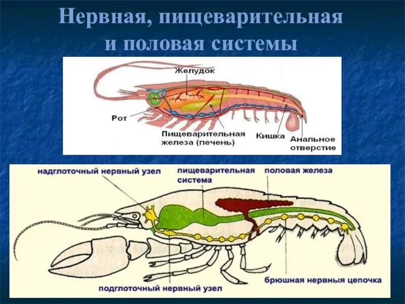 Зеленая железа у ракообразных к какой системе. Пищеварительная система ракообразных 7 класс. Нервная система членистоногих ракообразные. Нервная система ракообразных 7 класс. Пищеварительная система членистоногих ракообразных.