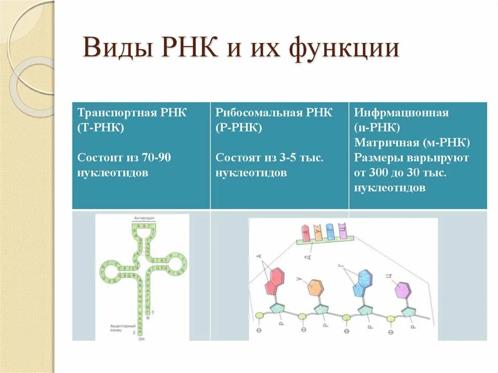 Особенности молекулы рнк. ТРНК ИРНК РРНК таблица. РНК –функции,структура,типы. Рибосомальная РНК структура. Место образования рибосомальной РНК.