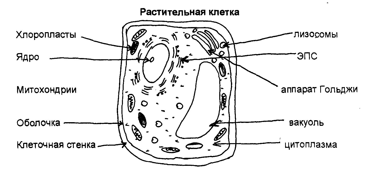 Хлоропласт комплекс гольджи ядро митохондрии