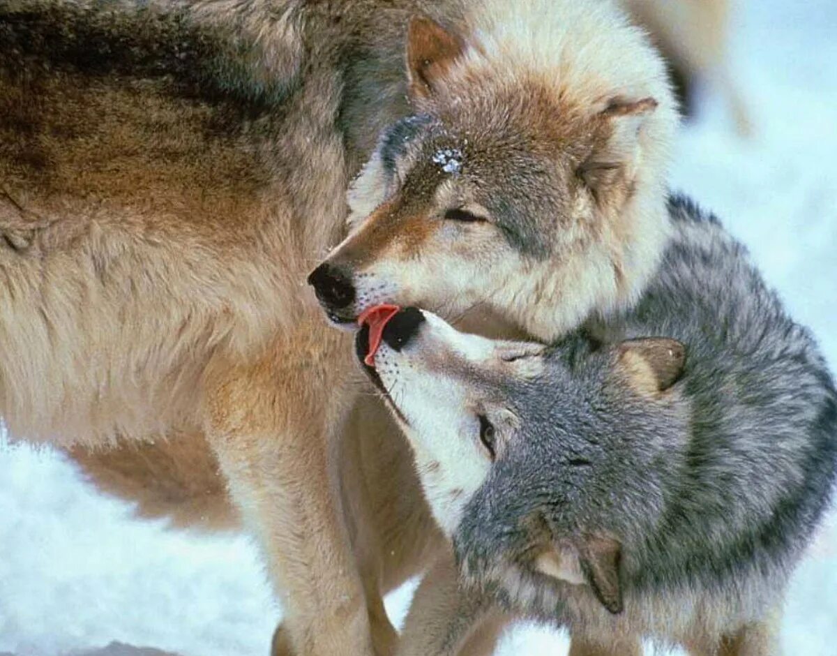 Волчица не позабывшая ребячьих своих забав. Влюбленные волки. Волчья любовь. Волк и волчица. Волк и волчица любовь.