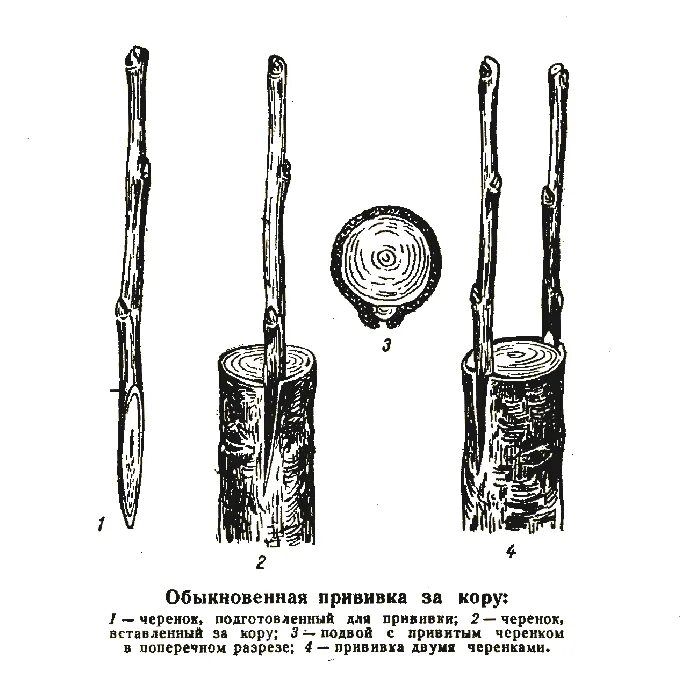 Прививка груши на яблоню весной. Прививка яблони окулировкой. Весенняя прививка яблони на дичку. Привой подвой черенок. Окулировка яблони весной.