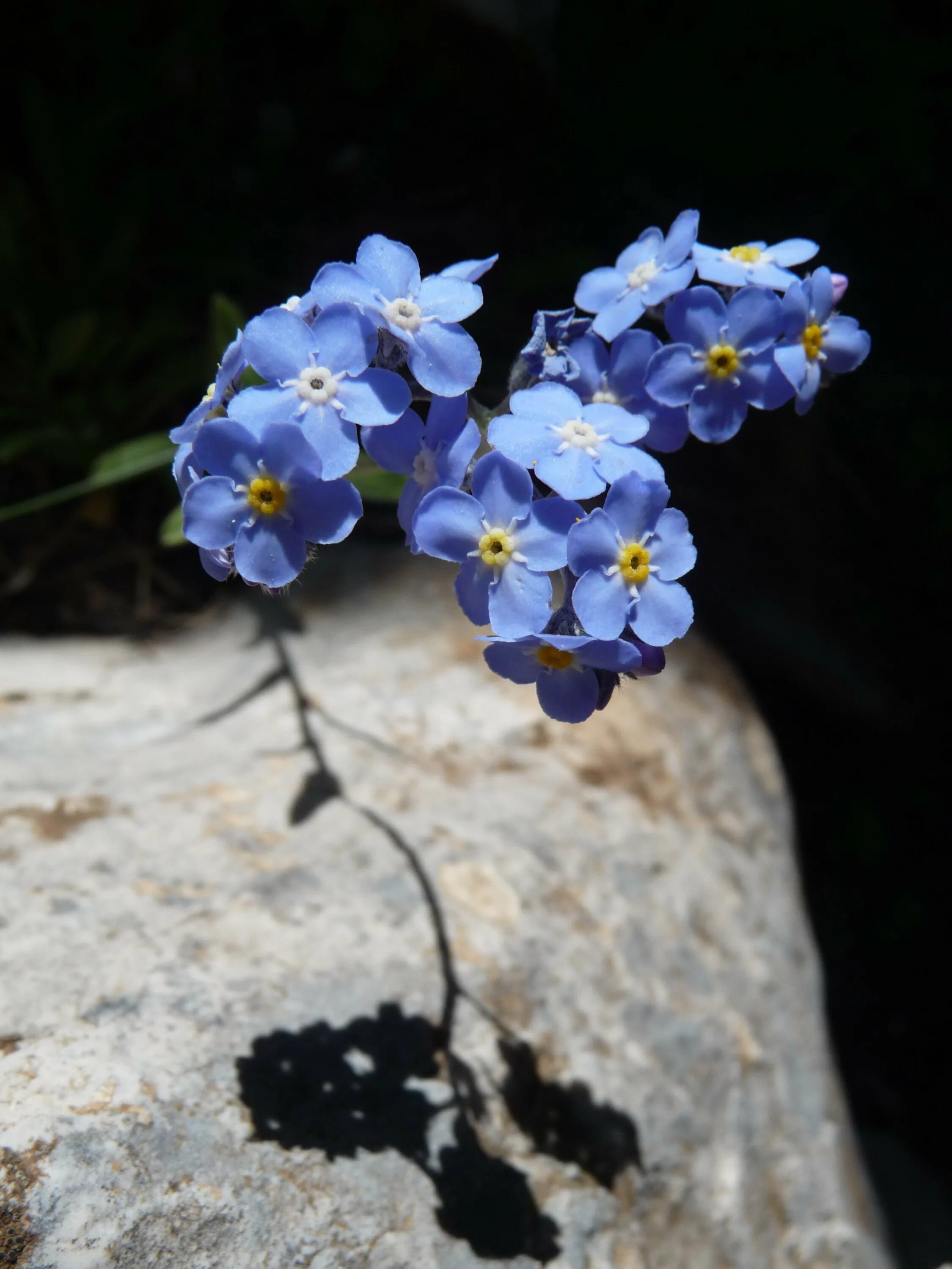 Незабудка видела. Незабудка Чекановского. Незабудка Альпийская (Myosotis alpestris). Незабудка (Myosotis). Незабудка Песчаная.