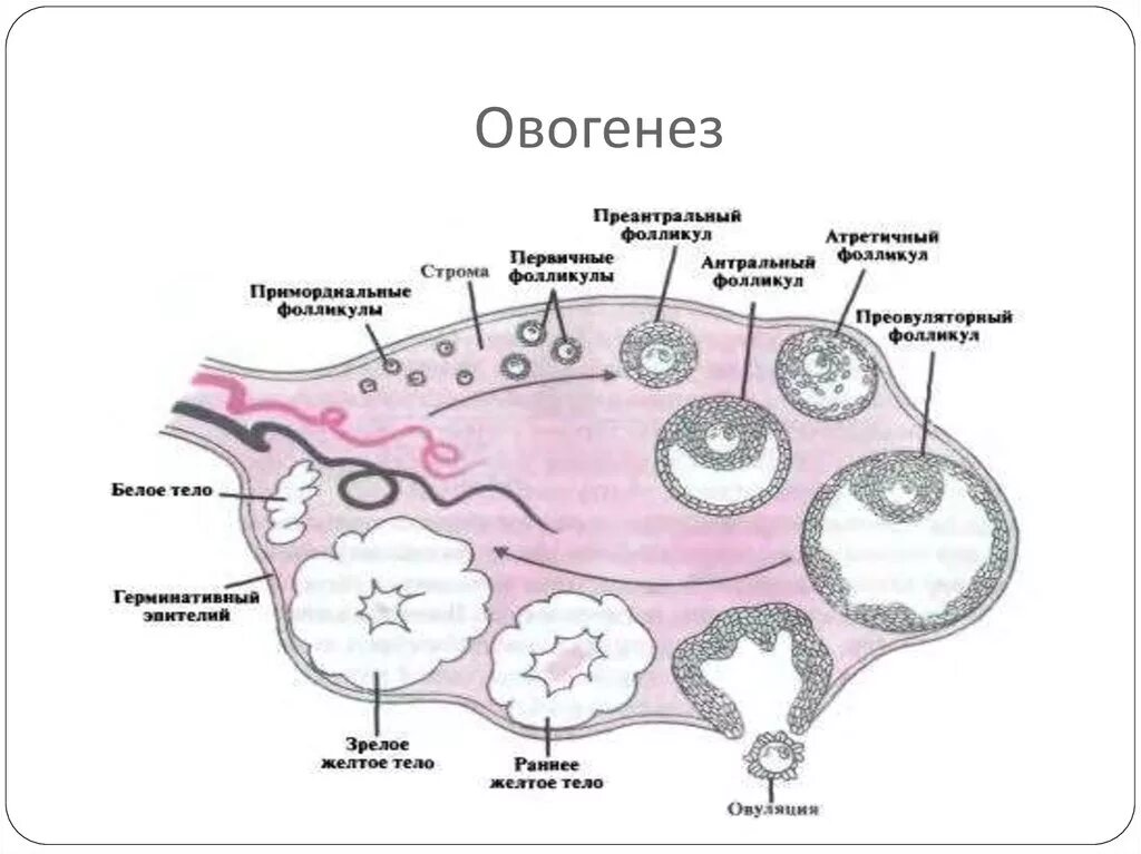 Этапы полового цикла. Фазы созревания яйцеклетки схема. Строение яичника и овогенез. Яйцеклетка схема овогенеза. Схема развития фолликулов яичника анатомия.