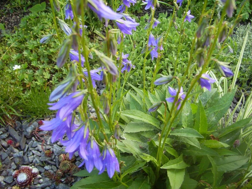 колокольчик широколистный листья. листья колокольчика персиколистного. колокольчик сиреневый широколистный. колокольчик крапиволистный многолетний. листья колокольчика.