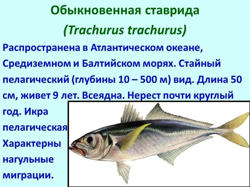 Промысловые группы рыб. Промысловые рыбы презентация. Важнейшие промысловые рыбы. Промысловые рыбы доклад. Обыкновенная ставрида.