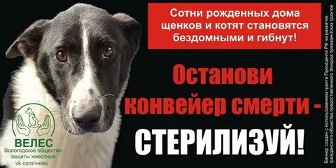 Социальная реклама бездомные