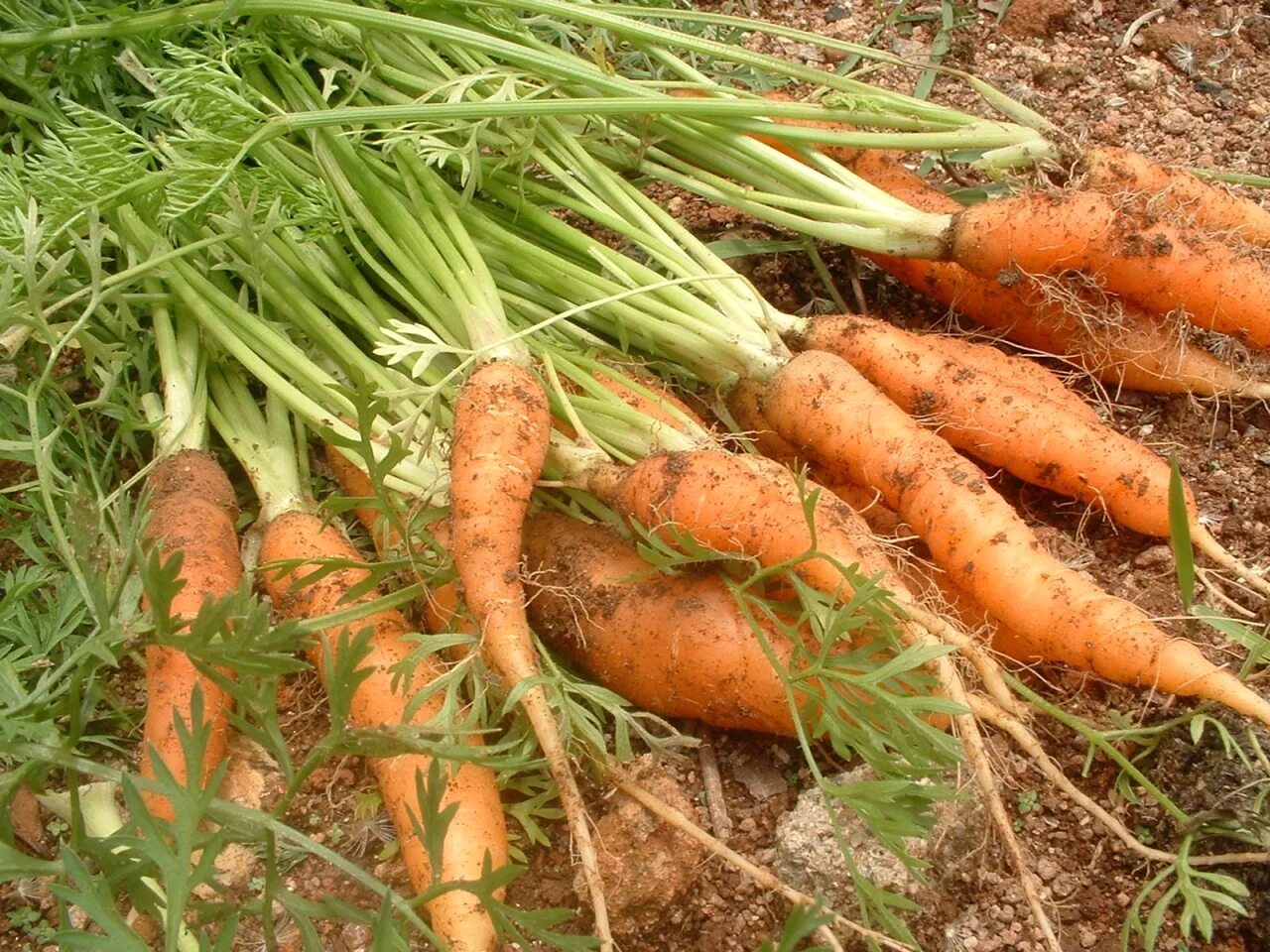 Морковь в черноземье. Морковь на грядке. Морковь в огороде. Морковь растет на грядке. Морковь в земле.