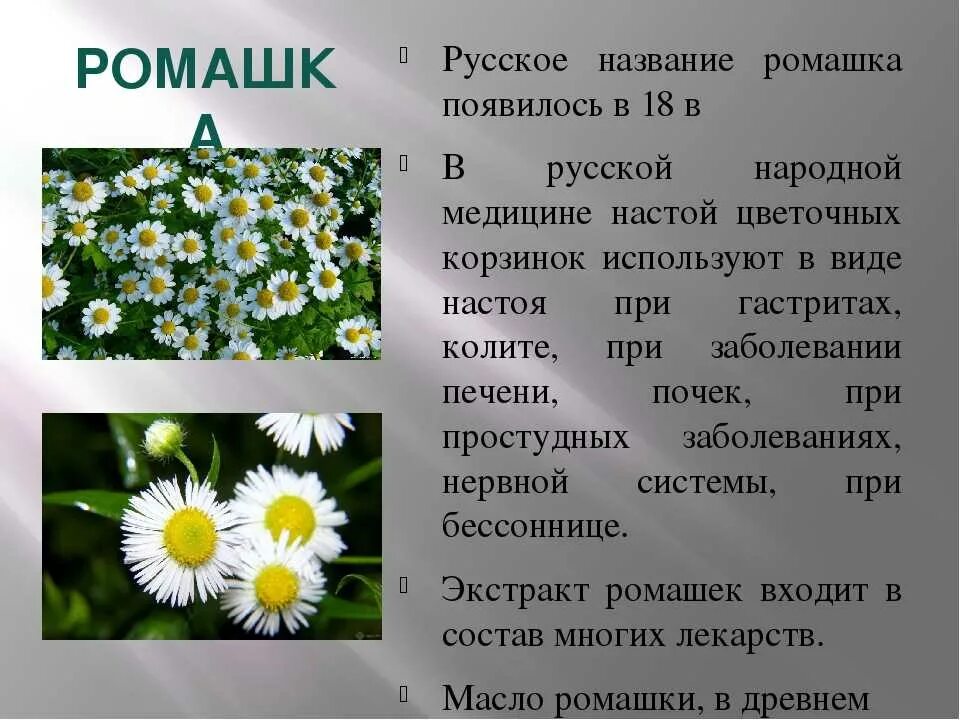 Текст описание ромашки 3 класс. Описание ромашки. Ромашка краткое описание. Интересные+факты,орамашке. Описание цветка ромашки.