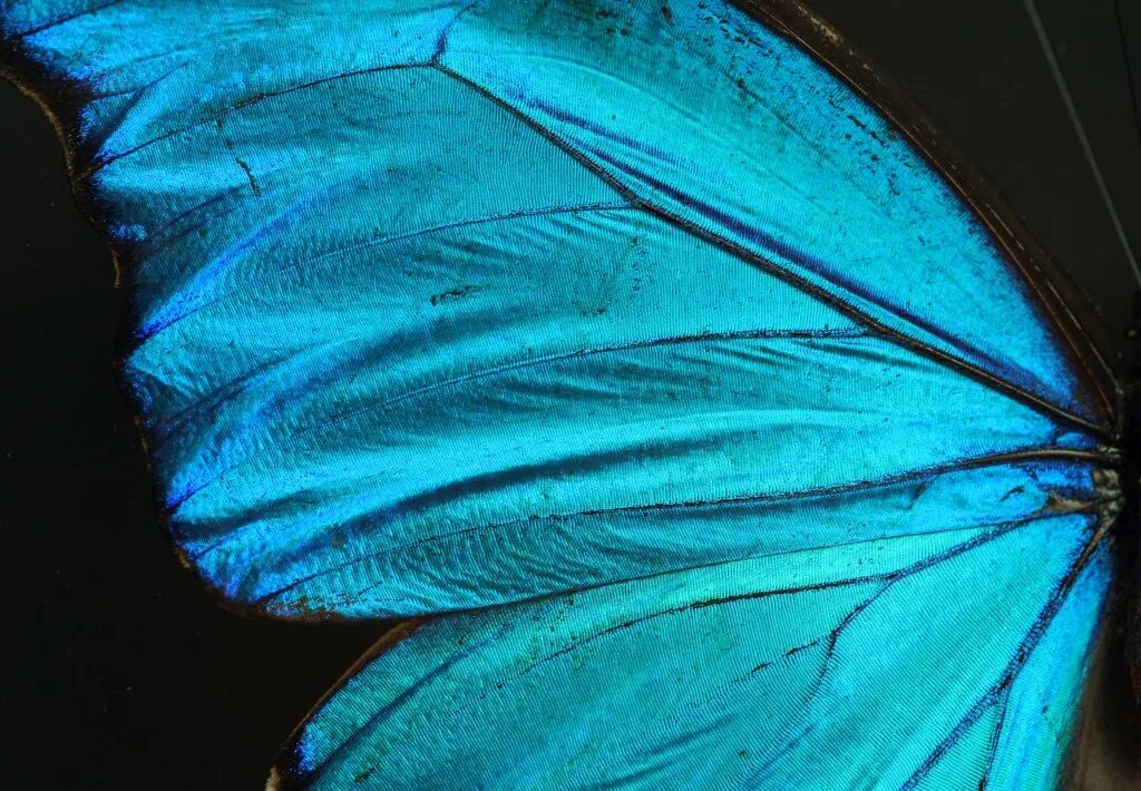 Оборудования для исследования строения крыла бабочки. Крылья бабочки. Голубые Крылья бабочки. Крылья синей бабочки. Крыло бабочки Морфо.
